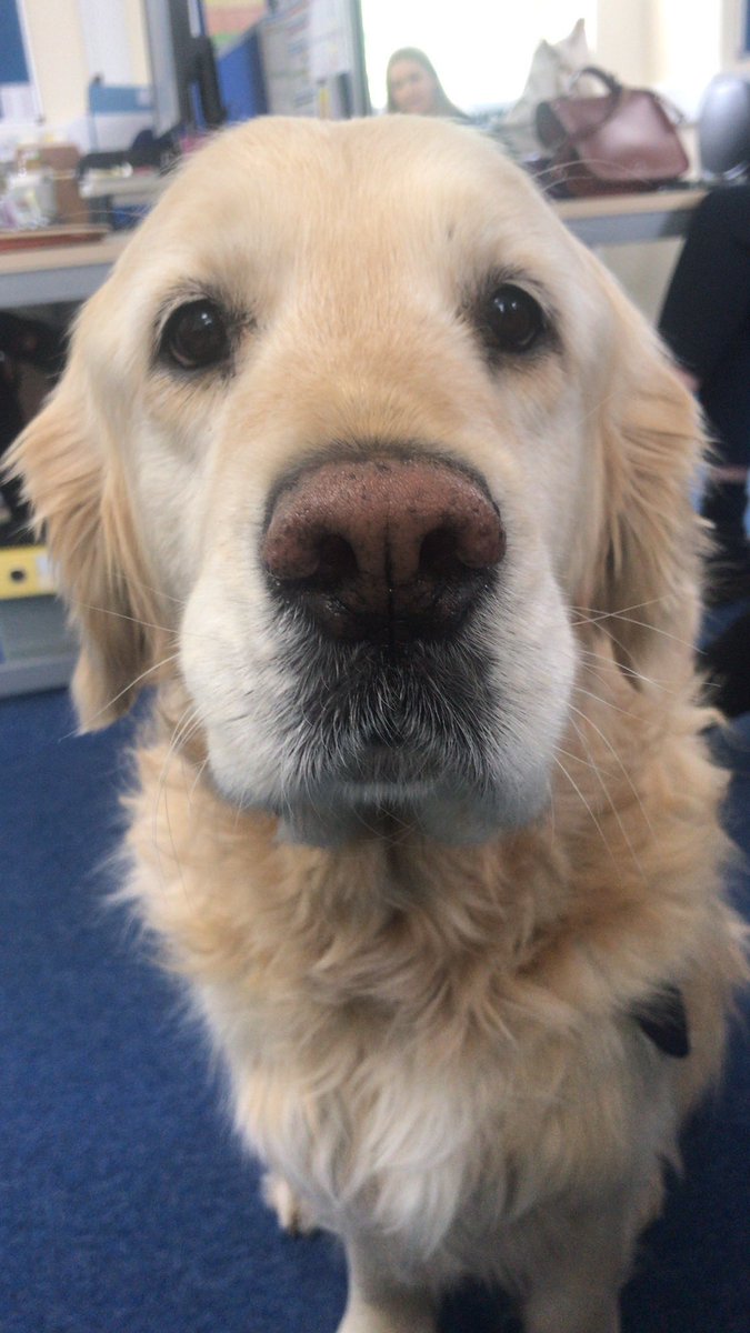 Rapha_Wellbeing's tweet photo. I was busy again today visiting the caseworker team in Malvern. They had treats and said they couldn’t say ���no’ to these eyes……not sure why?!😉☺️
@MalvernCops @OscarKiloUK @OscarKiloNine #wellbeingdog #MentalHealthAwarenessWeek https://t.co/r6xfUpby5Y