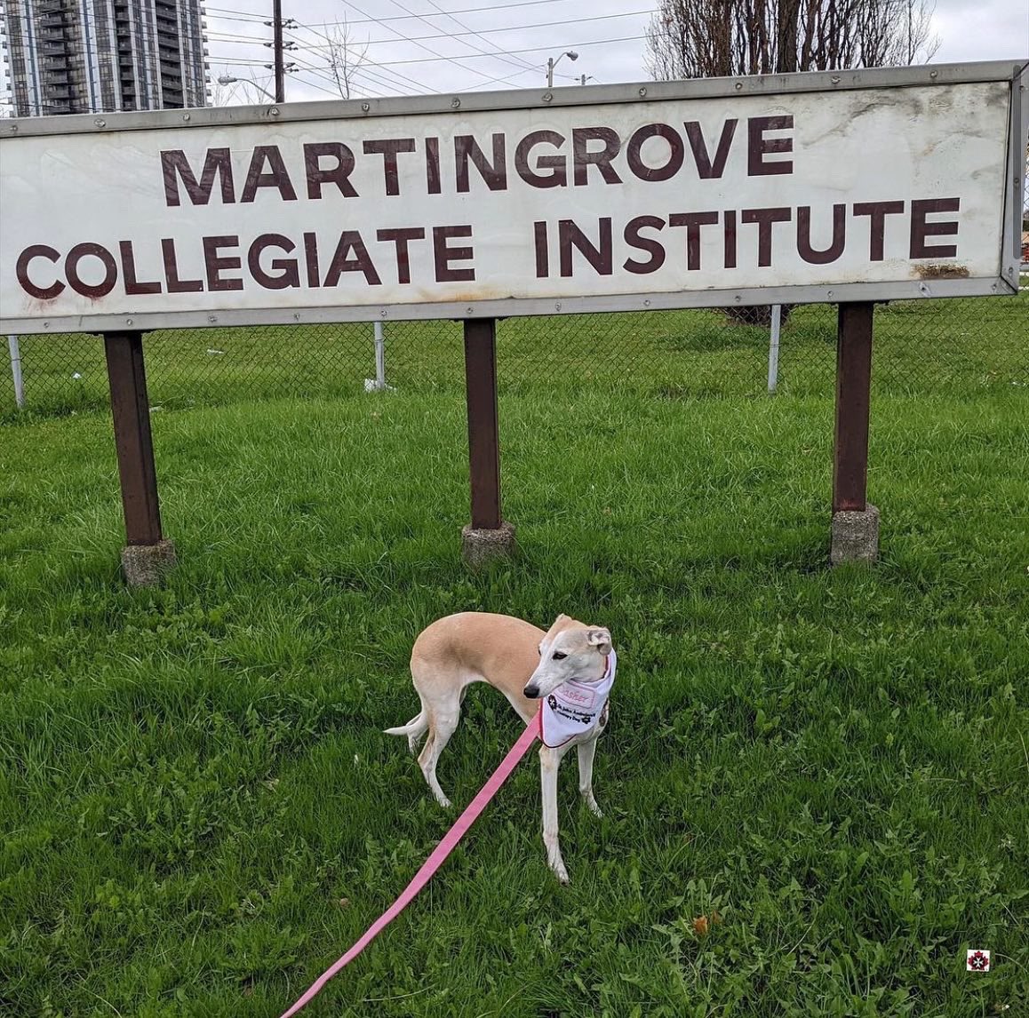 SJA Toronto Region tweet media