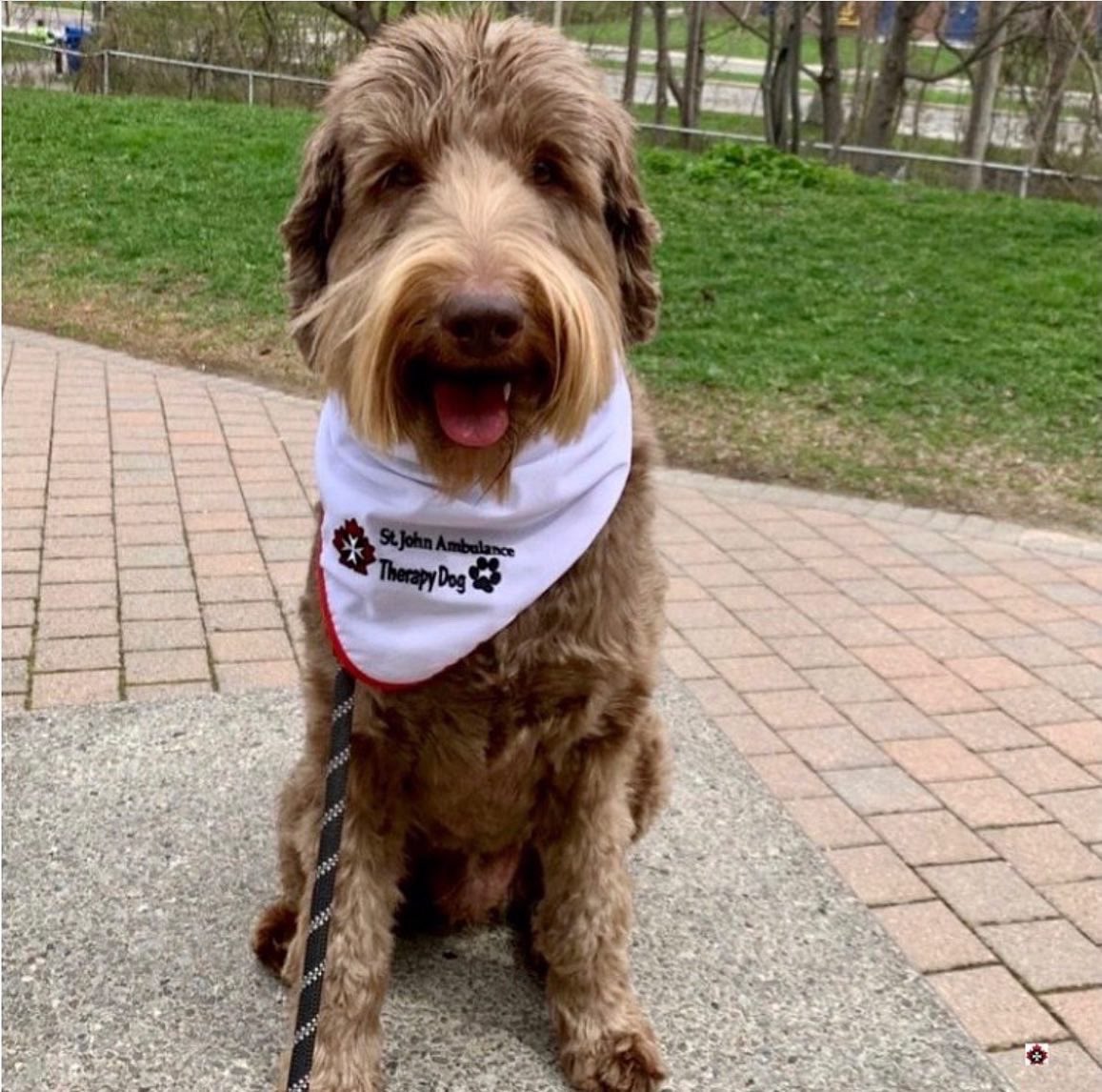 SJA Toronto Region tweet media