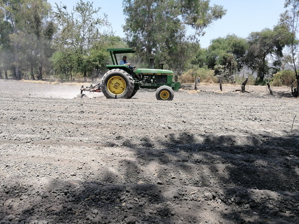 JorgeMa18962354's tweet photo. Comentarles que se sigue con el acondicionamiento del Área de Extensión El Sifón en Ocotlan Jal, después de nivelación se conforman camas a 152 cm con equipo proporcionado por CIMMYT para partir de año cero, se cuenta con análisis de suelo: pH 6.88, CE: 0.55, CIC: 21.8 me/100g. https://t.co/KTxu6sss7s
