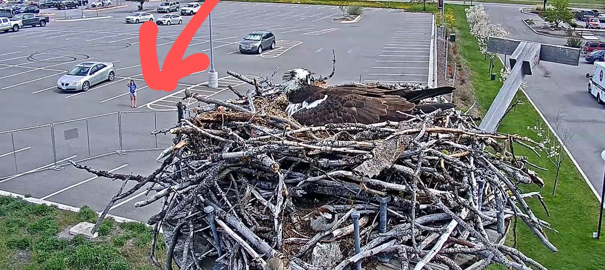 I have the <a href="/HellgateOsprey/">Hellgate Osprey</a>  live cam up in my classroom. My <a href="/MissoulaCollege/">Missoula College</a> student came out &amp; waved to let me know she finished her last final and is heading for home. ♥️