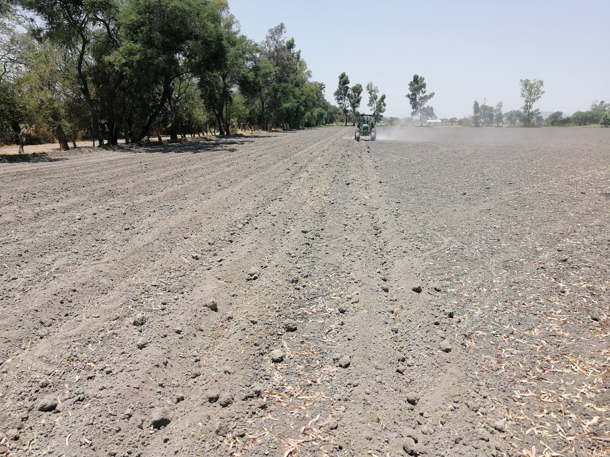 JorgeMa18962354's tweet photo. Comentarles que se sigue con el acondicionamiento del Área de Extensión El Sifón en Ocotlan Jal, después de nivelación se conforman camas a 152 cm con equipo proporcionado por CIMMYT para partir de año cero, se cuenta con análisis de suelo: pH 6.88, CE: 0.55, CIC: 21.8 me/100g. https://t.co/KTxu6sss7s