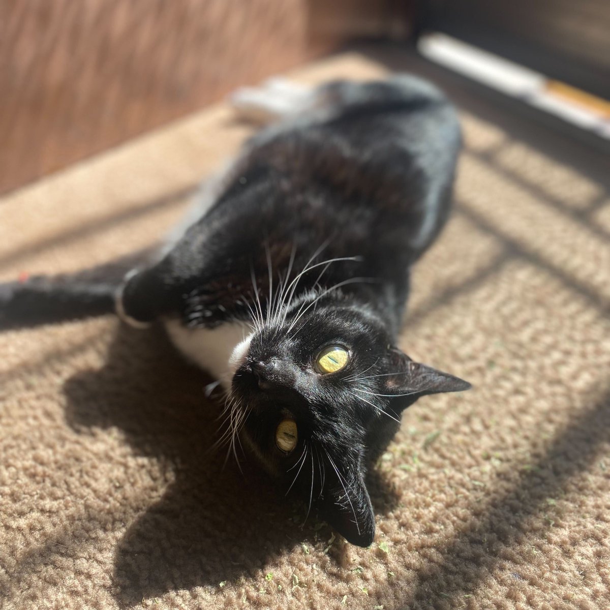 StrayCat_SCA's tweet photo. Nori is werking on her meowdeling shots! 📸 She hoping this will help her get adopted! 😉 Adopt: https://t.co/WwRMDU8T6a #catsoftwitter #tuxedocat https://t.co/ncFkvjOSNi