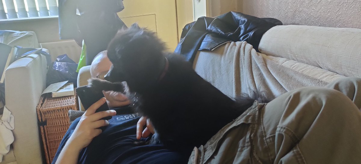 Suki40858414's tweet photo. Dad came home from nightshift and I had to remind him to get off his phone and give me attention #rescuedog #rescuedogsoftwitter #adoptdontshop #cutedogs #cutedogsoftwitter #dogswithcancer #blackdog #blackpomeranian #perfectlyimperfect #luckyimcute #youowemepets https://t.co/gZhhS1Uhxt