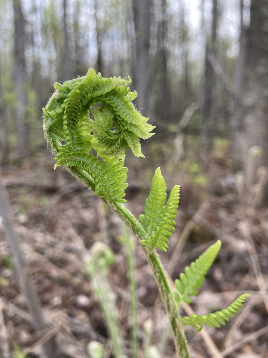 caroblalande's tweet photo. Une chasse aux trésors mathématique? J’embarque! @FieldsInstitute
💚#Fibonacci
@Od_Sci #FieldsintheField https://t.co/tv3B1wPWng