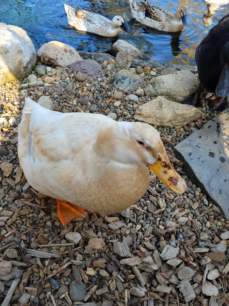 drsarahgrace's tweet photo. In a #zoom meeting today and one of my ducks was quacking. Without thinking, shared that not only was that yes...one of my ducks...but I also could tell it was Miss Marie. ;) I called her up for this pic. #truestory #ddg #smartduck #lovemyducks https://t.co/Aik5K2AWEC