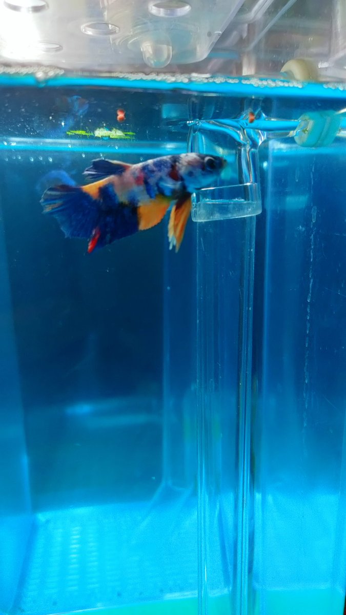 bettabilalerdem's tweet photo. Yum yum 😋
#betta #bettaturkey #bettathailand #bettaindonesia #bettacommunity #bettalover #hobimizbetta #bettafish #hmpkbetta #hmpkTurkey #hmpktürkiye #hmpktürkiyeclub #beta #betabalığı #siyambalığı #halfmoon #bigear #hmpkbettanemo  #halfmoonplakat #bettaüretim #bettabreeding https://t.co/wYC0awaDr8