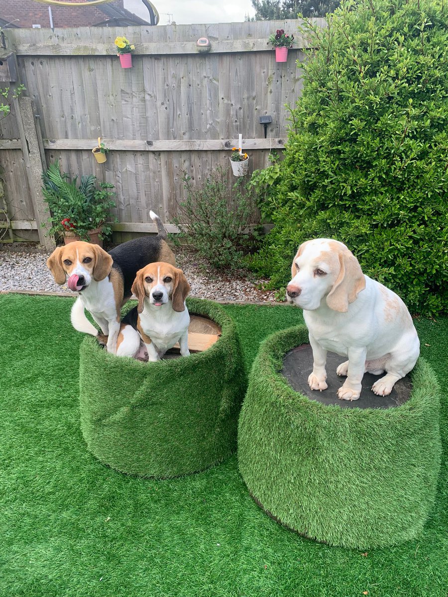WirralBeagles's tweet photo. We made a lovely new friend https://t.co/cx8Xv19Yar