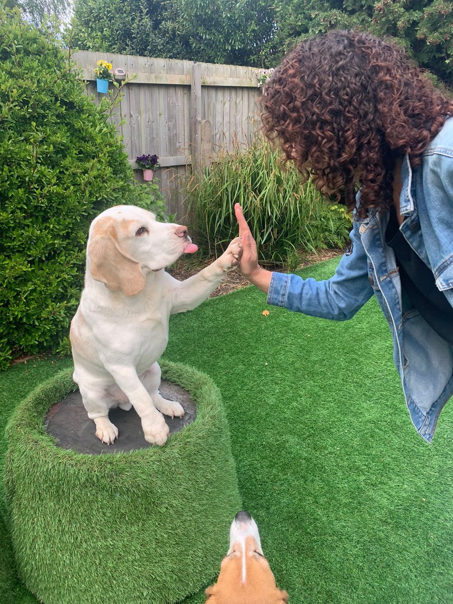 WirralBeagles's tweet photo. We made a lovely new friend https://t.co/cx8Xv19Yar