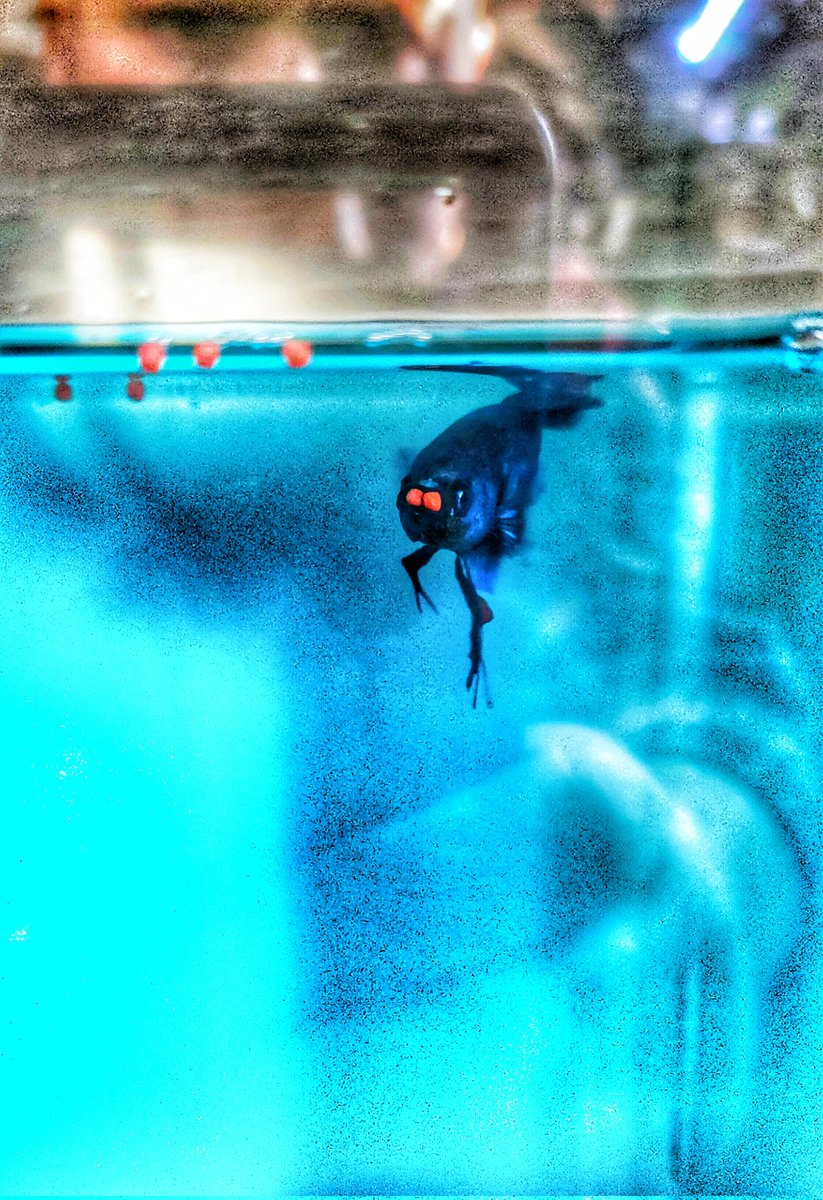 bettabilalerdem's tweet photo. Yum yum 😋
#betta #bettaturkey #bettathailand #bettaindonesia #bettacommunity #bettalover #hobimizbetta #bettafish #hmpkbetta #hmpkTurkey #hmpktürkiye #hmpktürkiyeclub #beta #betabalığı #siyambalığı #halfmoon #bigear #hmpkbettanemo  #halfmoonplakat #bettaüretim #bettabreeding https://t.co/ZtXrWaaWOh