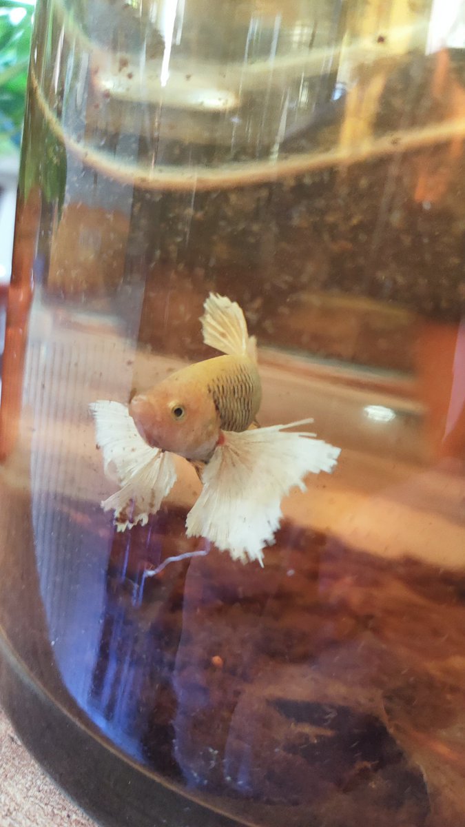 bettabilalerdem's tweet photo. Yum yum 😋
#betta #bettaturkey #bettathailand #bettaindonesia #bettacommunity #bettalover #hobimizbetta #bettafish #hmpkbetta #hmpkTurkey #hmpktürkiye #hmpktürkiyeclub #beta #betabalığı #siyambalığı #halfmoon #bigear #hmpkbettanemo  #halfmoonplakat #bettaüretim #bettabreeding https://t.co/gZr44f9kpY