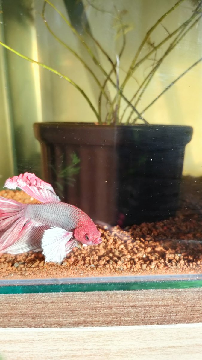 bettabilalerdem's tweet photo. Yum yum 😋
#betta #bettaturkey #bettathailand #bettaindonesia #bettacommunity #bettalover #hobimizbetta #bettafish #hmpkbetta #hmpkTurkey #hmpktürkiye #hmpktürkiyeclub #beta #betabalığı #siyambalığı #halfmoon #bigear #hmpkbettanemo  #halfmoonplakat #bettaüretim #bettabreeding https://t.co/i2R69xBuOB
