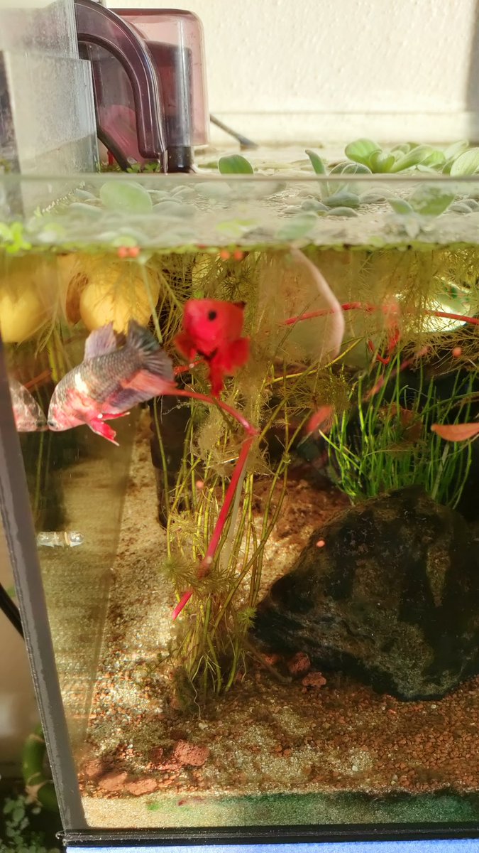 bettabilalerdem's tweet photo. Yum yum 😋
#betta #bettaturkey #bettathailand #bettaindonesia #bettacommunity #bettalover #hobimizbetta #bettafish #hmpkbetta #hmpkTurkey #hmpktürkiye #hmpktürkiyeclub #beta #betabalığı #siyambalığı #halfmoon #bigear #hmpkbettanemo  #halfmoonplakat #bettaüretim #bettabreeding https://t.co/nMPGr0kHvJ