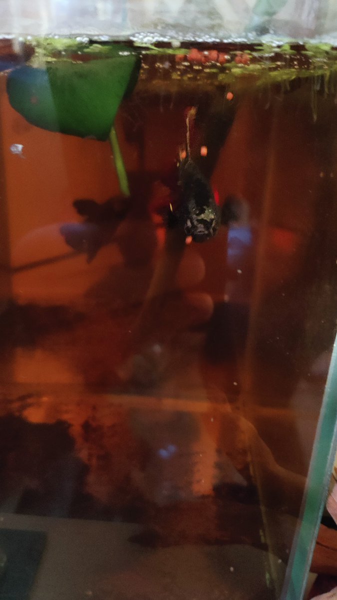 bettabilalerdem's tweet photo. Yum yum 😋
#betta #bettaturkey #bettathailand #bettaindonesia #bettacommunity #bettalover #hobimizbetta #bettafish #hmpkbetta #hmpkTurkey #hmpktürkiye #hmpktürkiyeclub #beta #betabalığı #siyambalığı #halfmoon #bigear #hmpkbettanemo  #halfmoonplakat #bettaüretim #bettabreeding https://t.co/h1pC2xqFjb