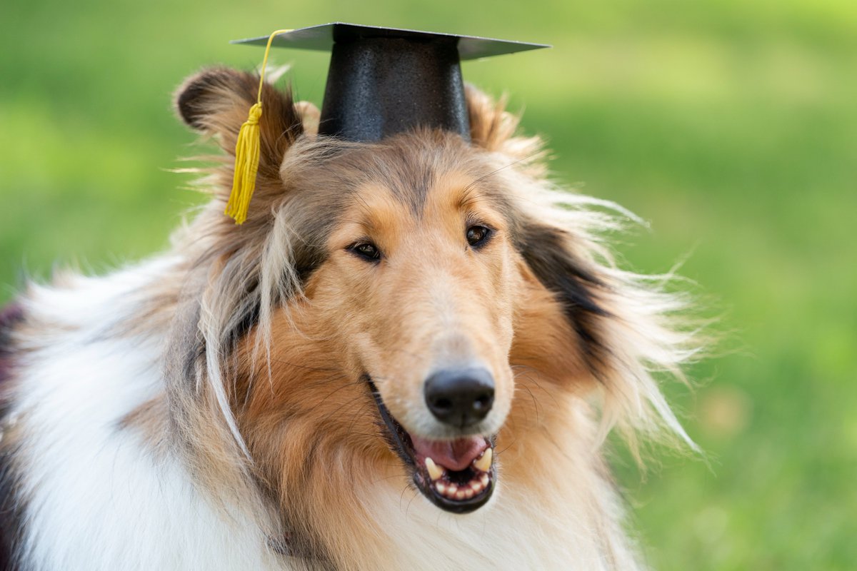 reveille's tweet photo. I saw so many of my Aggies walking around in these hats and I had to try one on for myself!

Congratulations to all my Aggie grads! 🐾🎓 https://t.co/PPeB32vpwe