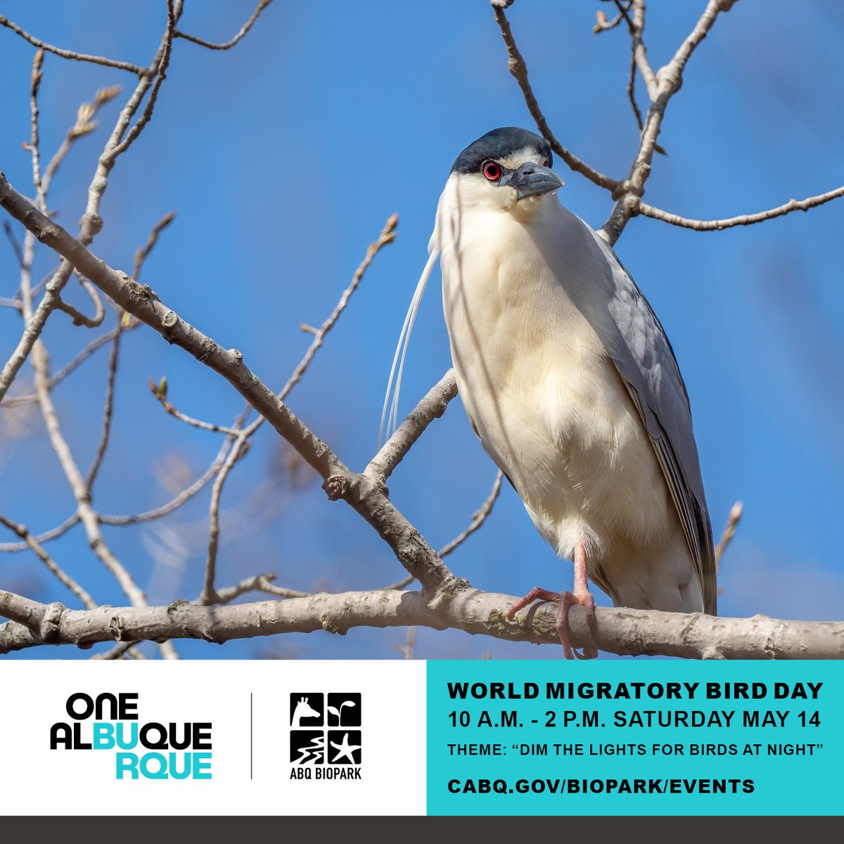 #WorldMigratoryBirdDay is this Saturday! Join us from 10 a.m. - 2 p.m. on May 14 &amp; learn more about the migratory bird species at the Botanic Garden, like the black-crowned night heron. Included with paid admission! cabq.gov/artsculture/bi… #OneAlbuquerque