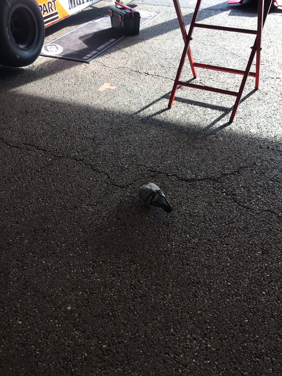 tweetingted58's tweet photo. Racing pigeon here in monaco, https://t.co/vQ5y28j2Cu
