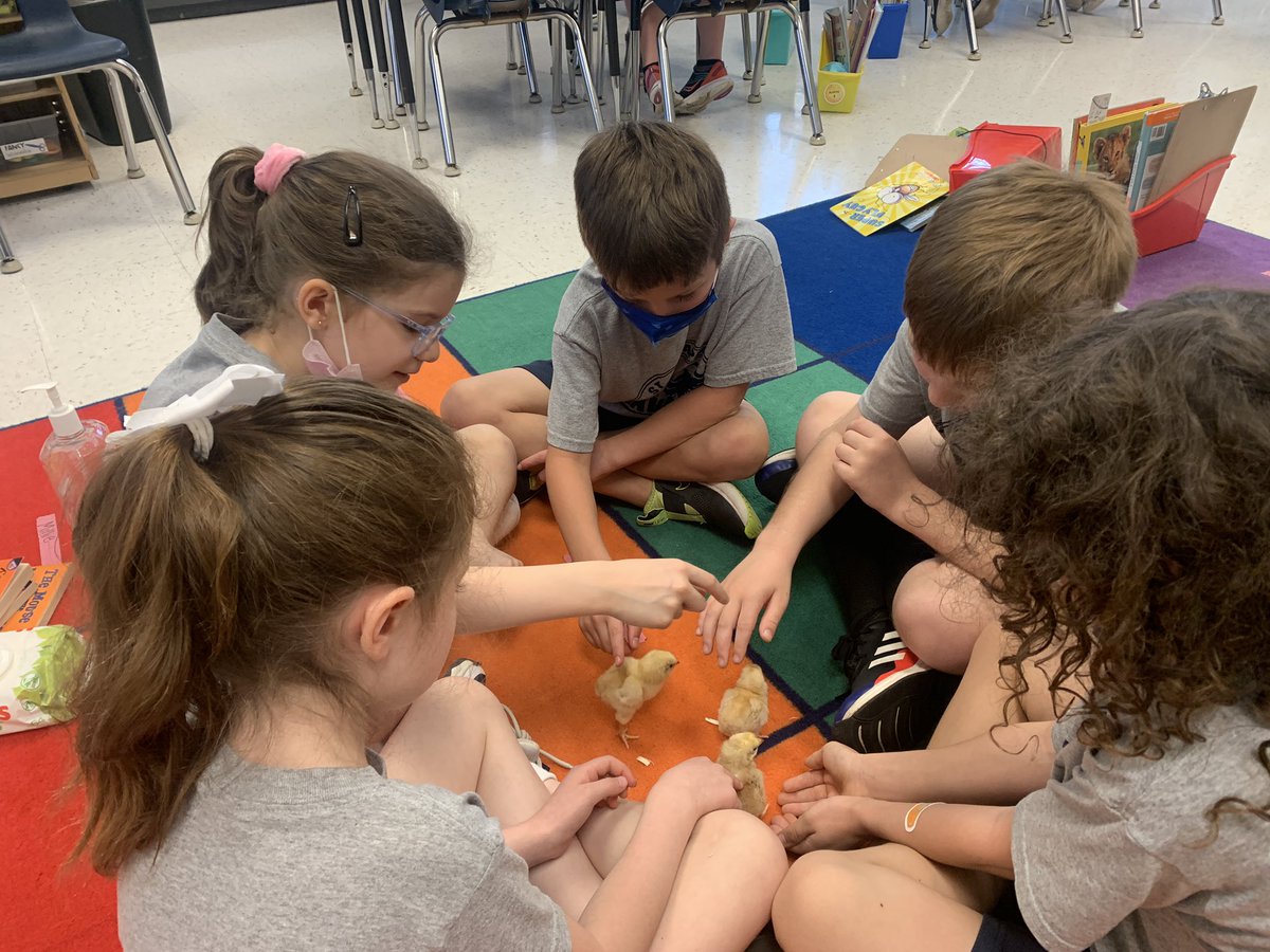MsHarringtonSJS's tweet photo. Happy hatch week! Enjoying time with our chicks before they go to live happily on the farm. 🐣 @JosaphatSchool https://t.co/jWJtM7nHdL
