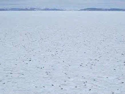 Minister of Fisheries, Oceans and the Canadian Coast Guard, Joyce Murray, announced that the report from the Atlantic Seal Science Task Team Report has been released. Read it here:  sealharvest.ca/5944-2/ 
#sealing #sealharvest #overpopulation #predation