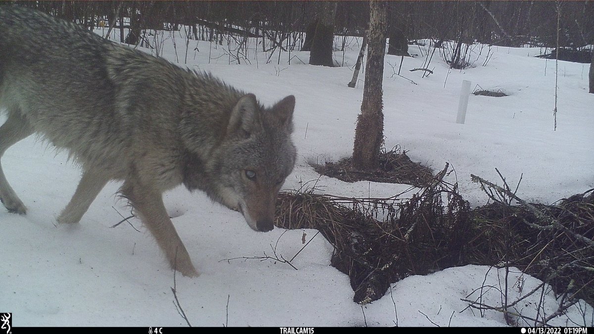 BirdLab_NRRI's tweet photo. We placed trail cameras to document wildlife that use black ash wetlands and caught some adorable fur friends over the winter! https://t.co/P5YwtKItUa
