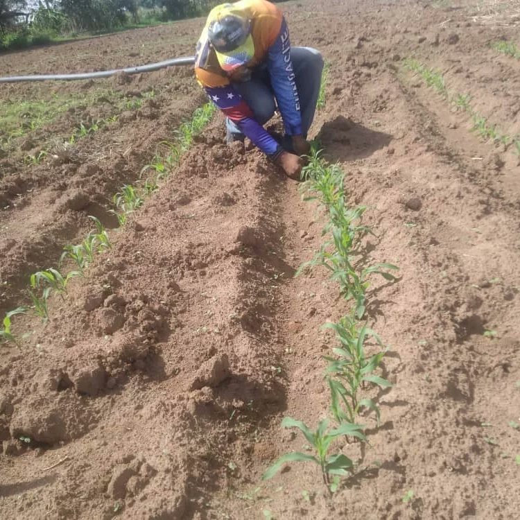 FundaciteGuaric's tweet photo. #FundaciteGuárico #Mincyt #Codecyt #Hoy se realizó el control de malezas a la parcela demostrativa del cultivo de Maíz establecida, se hizo la evaluación de la germinación de todas las variedades de semillas de Maíz, a la espera para aplicación de riego. https://t.co/YP2szf31mL