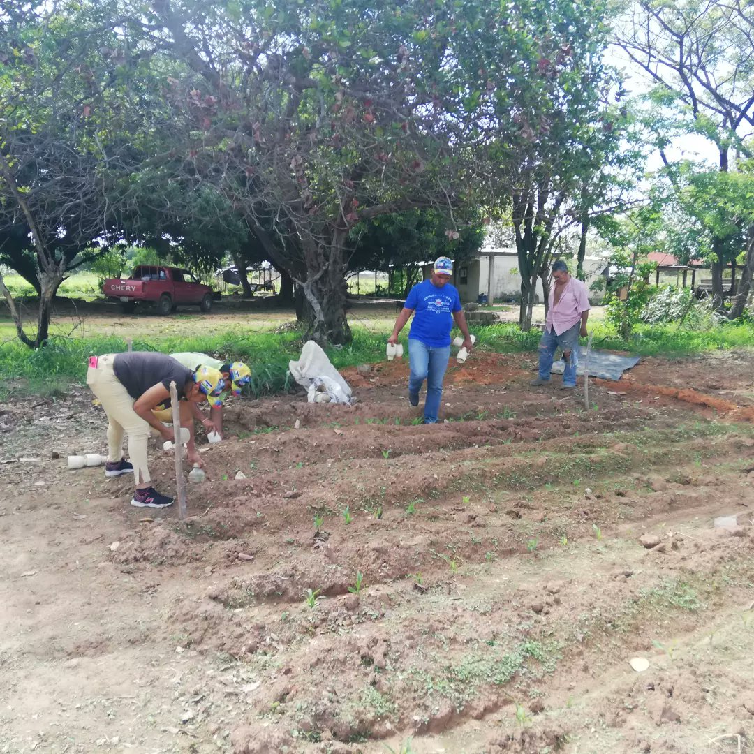 FundaciteGuaric's tweet photo. #FundaciteGuárico #Mincyt #Codecyt #Hoy se realizó el control de malezas a la parcela demostrativa del cultivo de Maíz establecida, se hizo la evaluación de la germinación de todas las variedades de semillas de Maíz, a la espera para aplicación de riego. https://t.co/YP2szf31mL