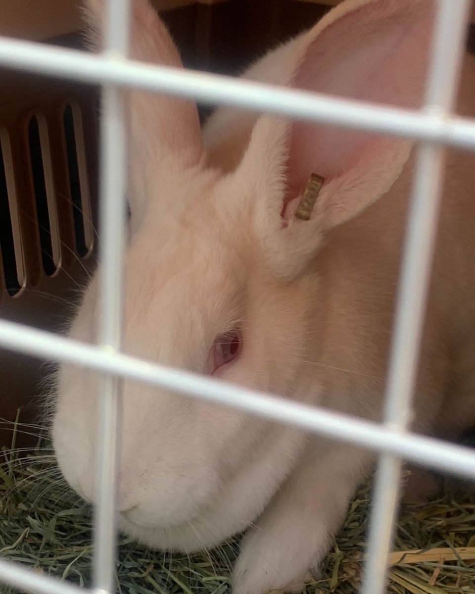 Hooray! These beautiful little bunnies have just been rescued from the horror and and torture of a testing lab! Here at BFP we are hard at work rescuing ALL animals from laboratories. ❤️
#endanimaltesting #beaglefreedomproject #beaglefreedom