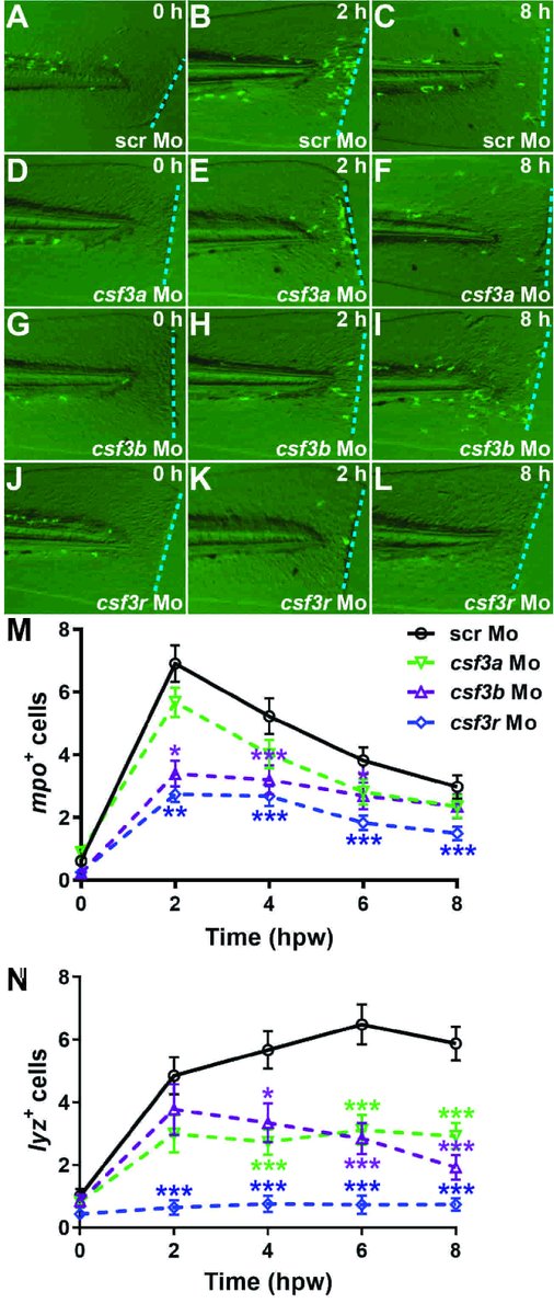 Landmark_IMR's tweet photo. Welcome to read🆕Granulocyte Colony-Stimulating Factor Mediated Regulation of Early Myeloid Cells in Zebrafish, by Alister C. Ward et al. @Deakin @unistra
https://t.co/VPD3QR5tTm
#myelopoiesis #migration #CSF3 https://t.co/0R5VqnOTMr