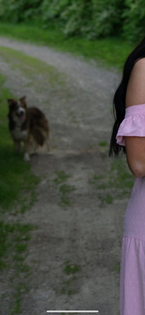 briannagoodall's tweet photo. I took my Maternity pictures today and a random Farm dog insisted on being in every shot 🐶 https://t.co/AjSjqMSHFq