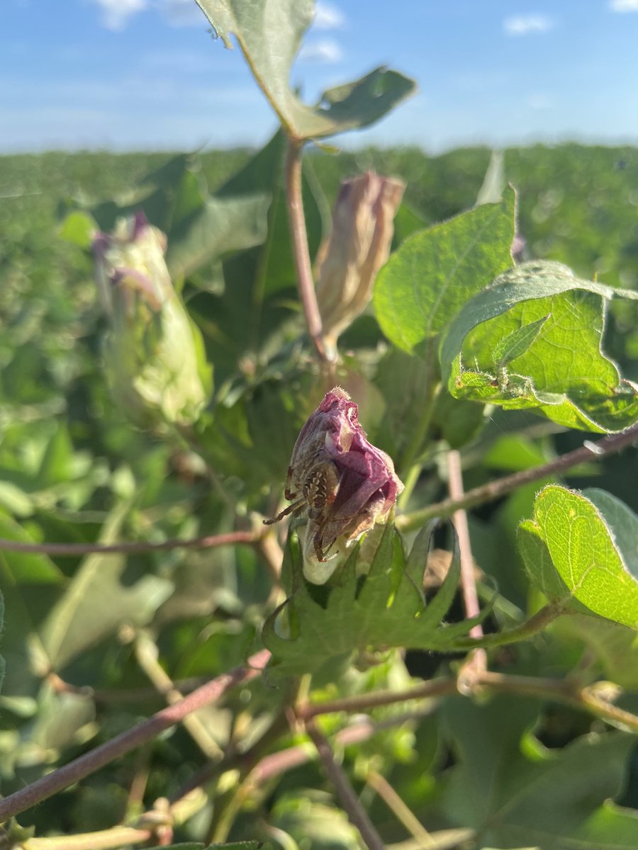 The final leg of the CRDC #northerncottontour: Kununurra WA. Directors met with local grower coop Ordco, #cotton growers Jim Engleke, Luke McKay, Fritz Bolton &amp; Steve Buster, plus #researchers Paul Grundy &amp; Sharna Holman to talk #research gaps &amp; needs. #agchatoz #ausag #cotton22