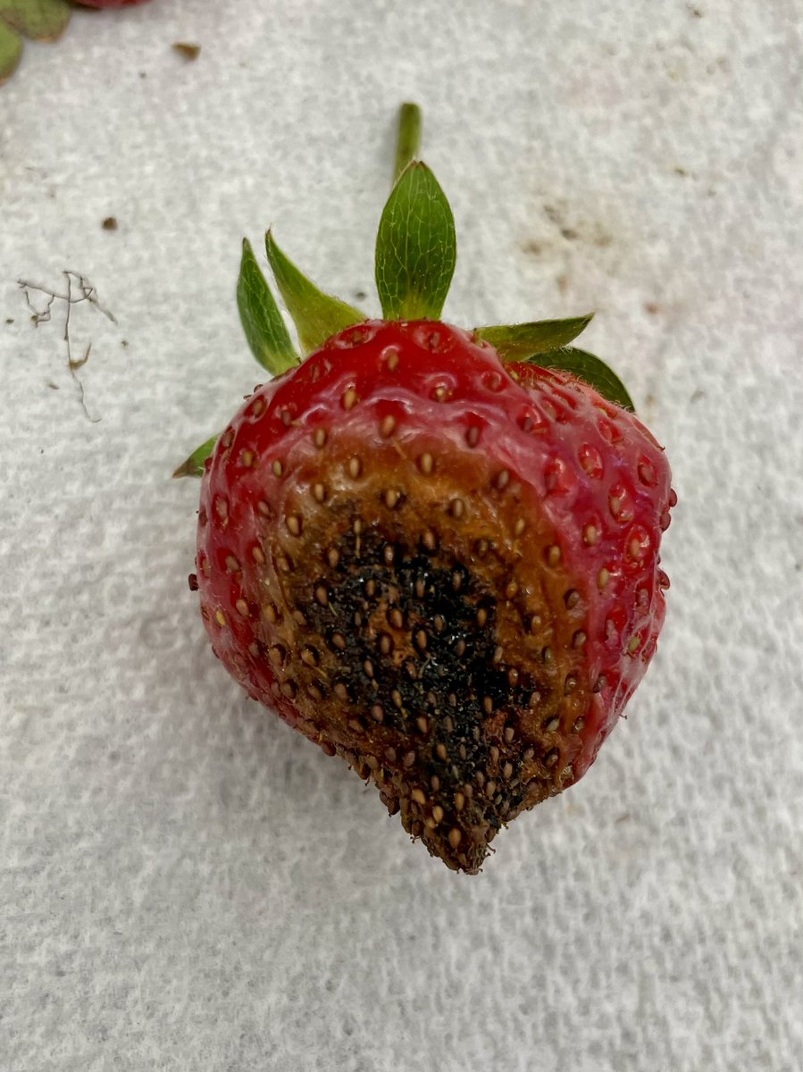 Leaf &amp; fruit spot caused by the fungus Neopestalotiopsis. The disease was found in only 1 field in Alabama. Infected plants were eventually removed &amp; destroyed. Fruit symptoms were also noted but spread was minimal  most likely due to dry conditions this season  #strawberry