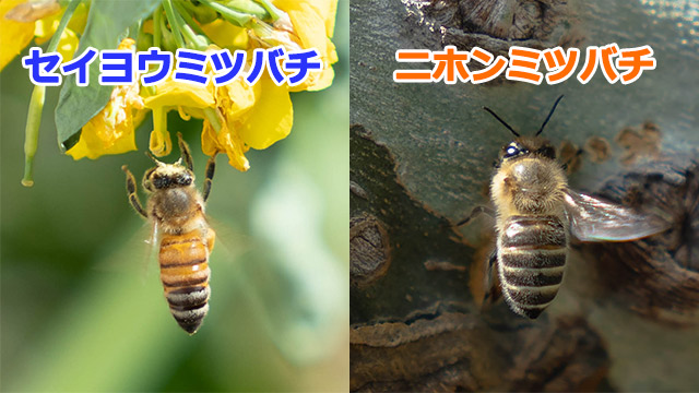 地主恵亮 日本には2種類のミツバチが飛んでいます セイヨウミツバチとニホンミツバチです ニホンミツバチは古来より日本に生息するミツバチですが 現在は希少種です このニホンミツバチを探しに行きました かわいいです T Co Opsbtk3hcw