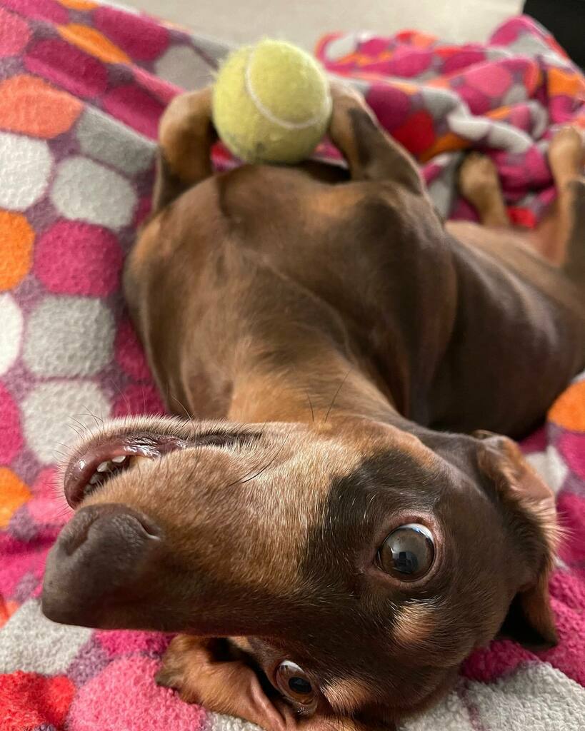 rhuntington3's tweet photo. I dares you to take 🎾  #BallIsLife #LifeIsBall #chocolateandtandachshund #dachshundsofinstagram #instadachshund #ilovemydachshund #longdogcrew #instadog #ilovemydog https://t.co/2vH64Rr9Vx https://t.co/utLBGIxttw