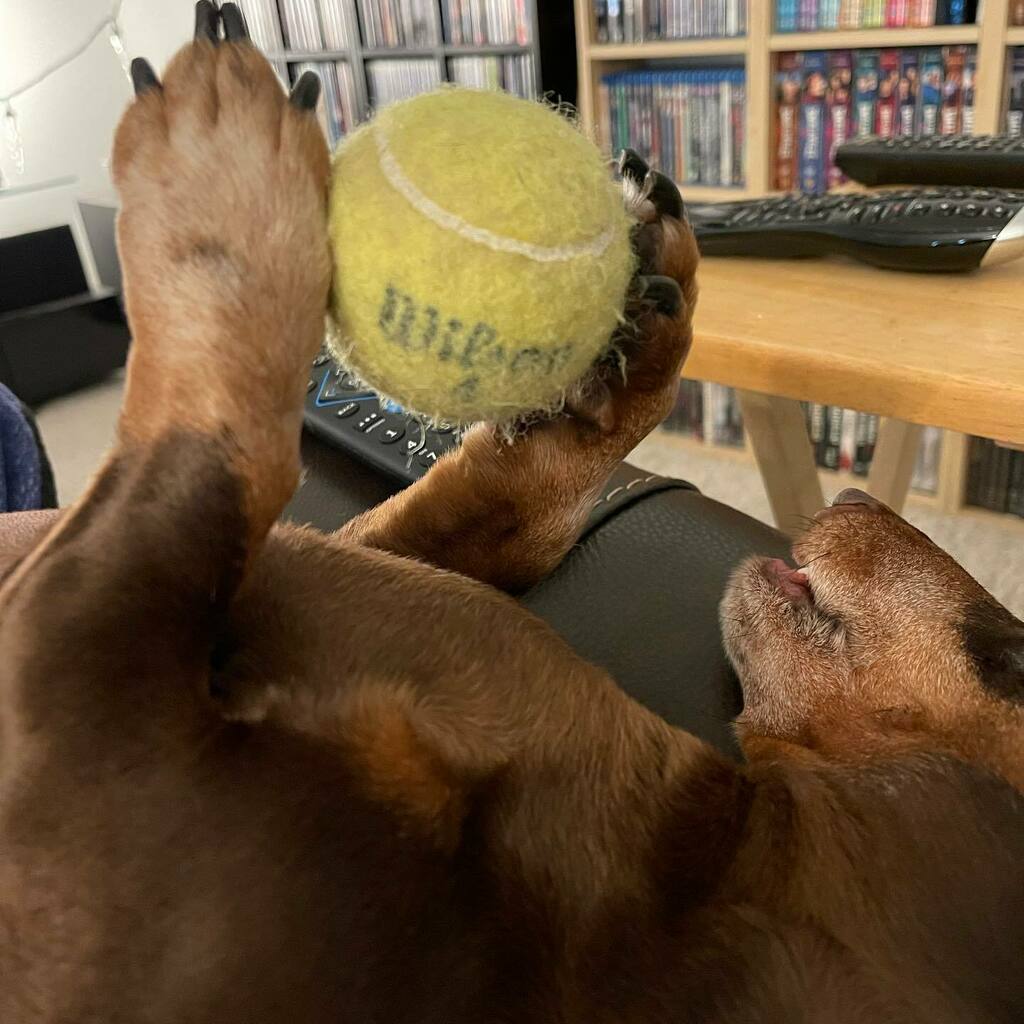 rhuntington3's tweet photo. Dis mine. #BallIsLife #LifeIsBall #chocolateandtandachshund #dachshundsofinstagram #instadachshund #ilovemydachshund #longdogcrew #instadog #ilovemydog https://t.co/swOeGYo1pD https://t.co/zqD7K88KZW