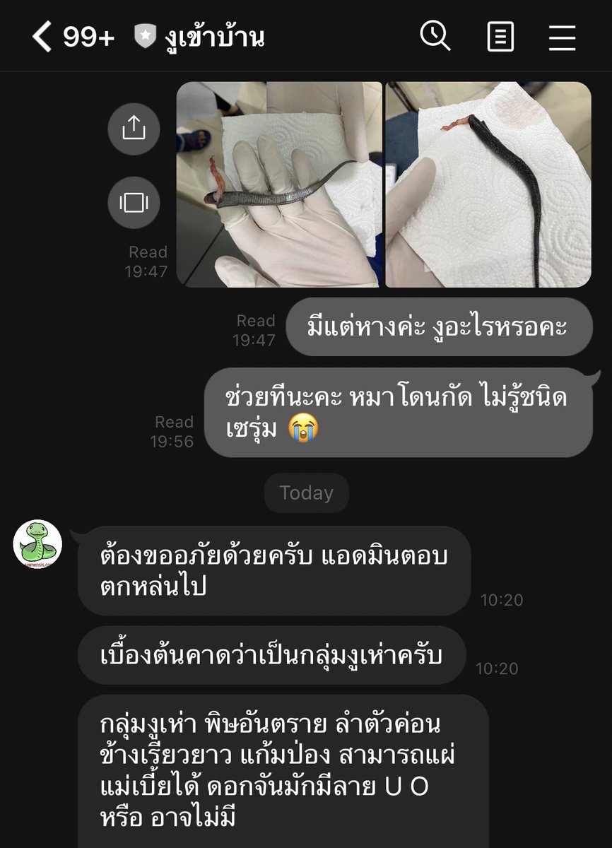 tw // งู 
.
.
.
อันนี้คือโหดอะ เหลือแค่หางยังตอบได้ แต่เมื่อวานเค้าน่าจะมองไม่เห็นไลน์มั้ง ก็เลยฉีดเซรุ่มงูเห่าให้ไปก่อน ตอนนี้หมารอดแล้ว เป็นไลน์ที่ควรมีติดเครื่องจริงงง