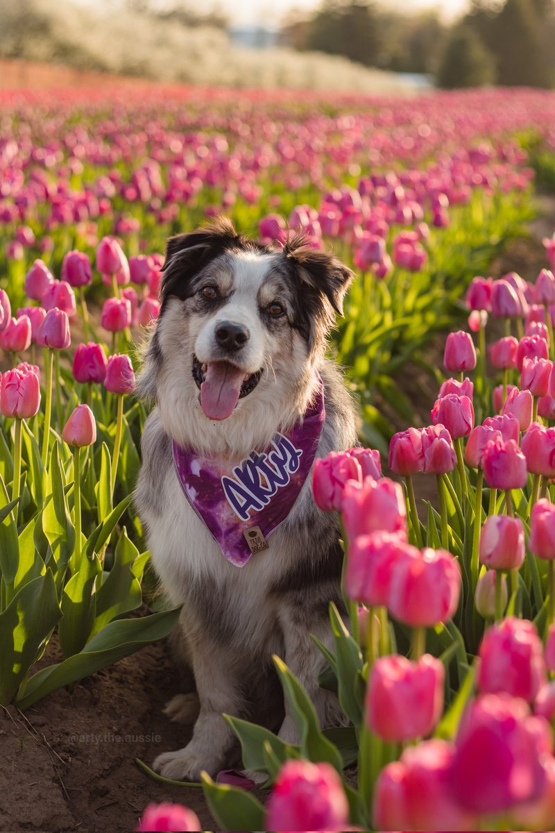 The prettiest 🌷 in the whole field
Bandana from @traildogco 
#tulipfield #discoverontario