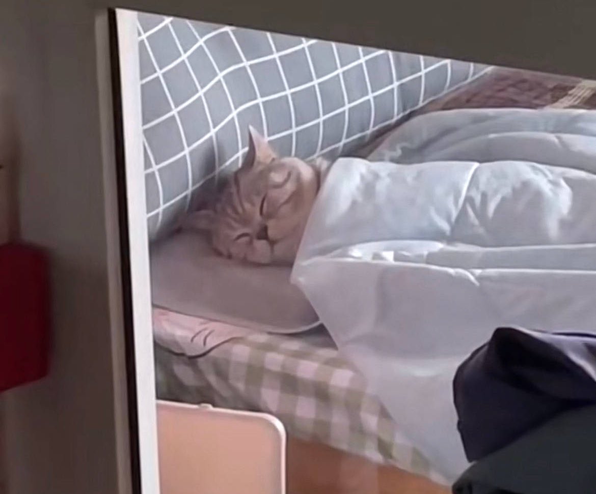 ppeachkinii's tweet photo. my meow meow sleep . 😴 https://t.co/XPEhQ0ADVZ
