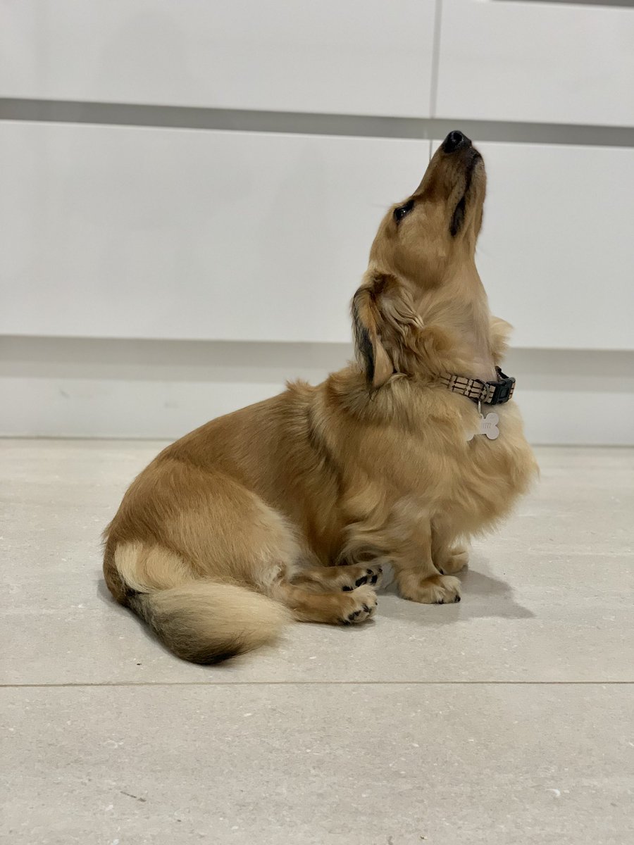 WinstonWeiner's tweet photo. I smell chicken cooking! Can I have some Mummy? It’s my absolute favorite! Anyone else? 

#minidachshund #Dachshund #dogs #dogsoftwitter #doxie #dachshunds #dachshundlove https://t.co/9AYAoES0KI