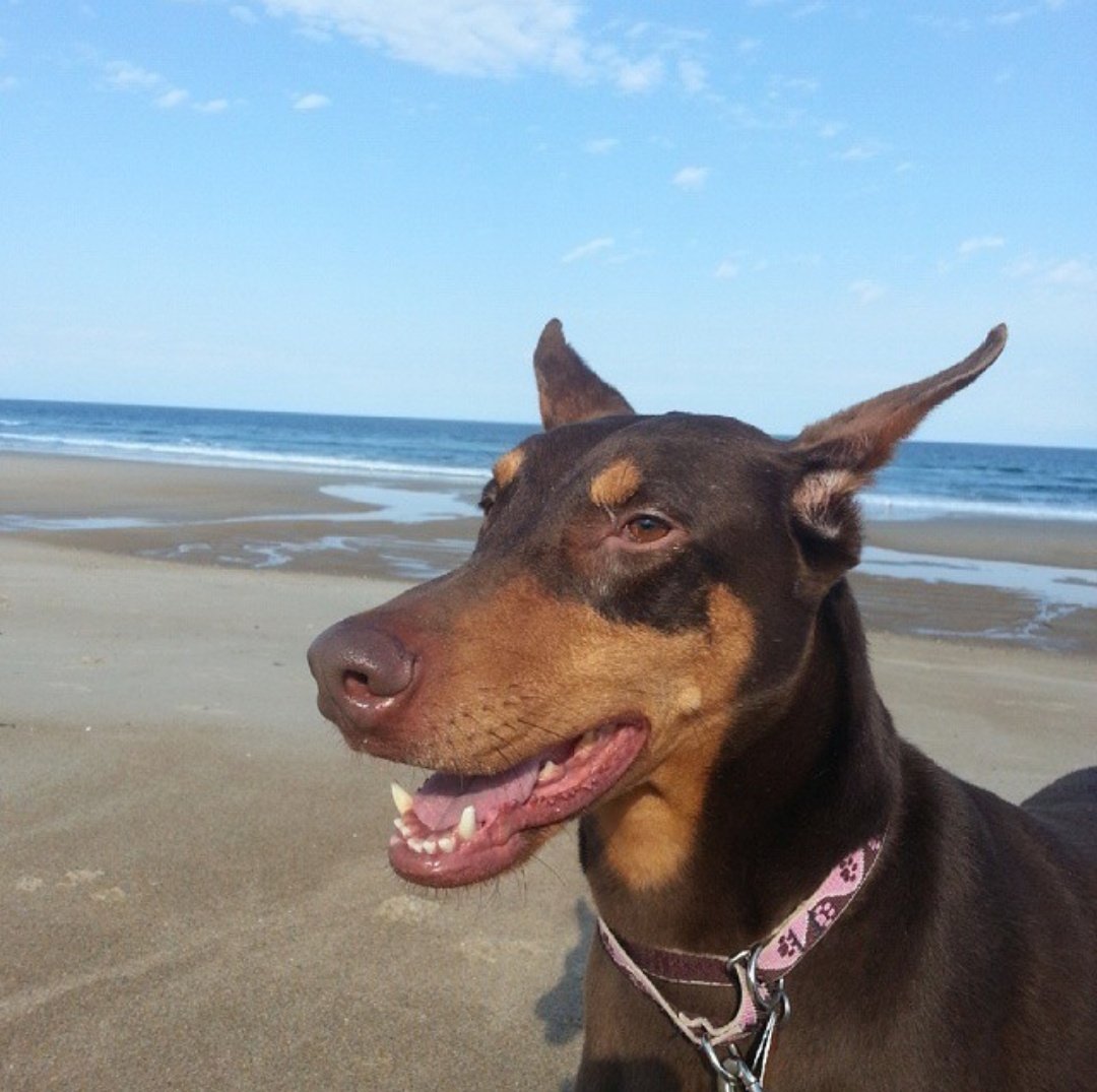 Wundi_93's tweet photo. The best friend I could ever ask for. An easy hello and an extremely hard goodbye. I love you so much Lilly. She meant so much to me and was a humongous part of my life. See you on the other side my love. https://t.co/tbrazU58on