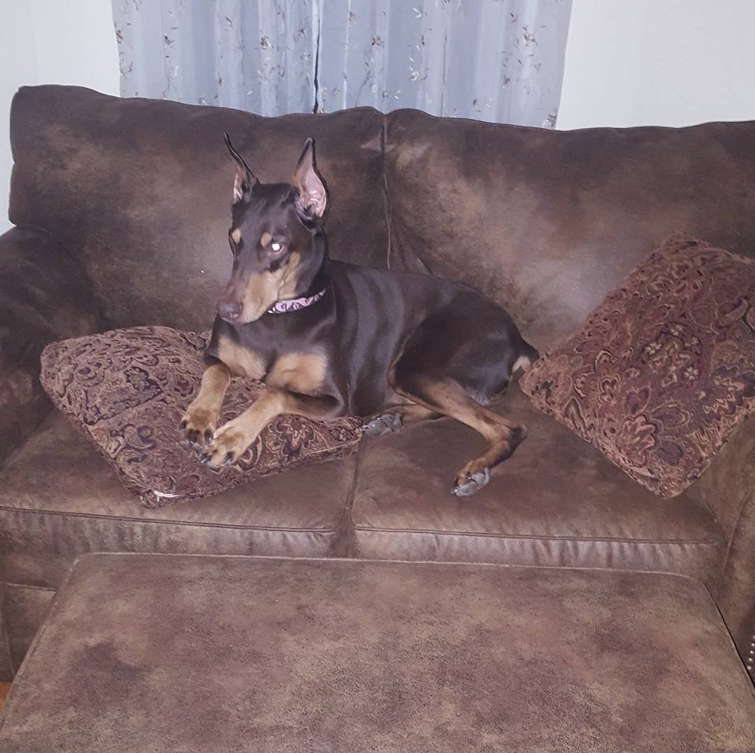 Wundi_93's tweet photo. The best friend I could ever ask for. An easy hello and an extremely hard goodbye. I love you so much Lilly. She meant so much to me and was a humongous part of my life. See you on the other side my love. https://t.co/tbrazU58on