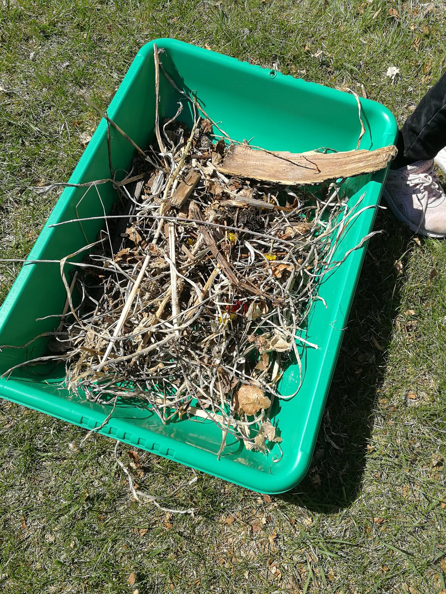 Today we helped our Kinder friends find natural objects so they can create something exciting tomorrow! Can't wait to see what these little scientists will do! @glendalekinder <a href="/MissShoults/">Kelsey Shoults</a> <a href="/glendalecbe/">Glendale School</a>