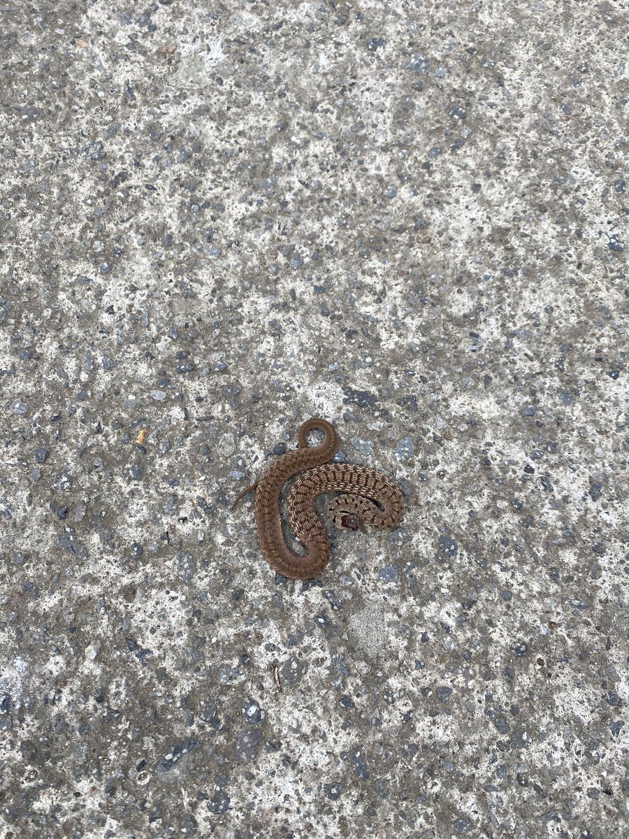 theremsoe's tweet photo. @Herpeto_cosas Hola qué tal. Encontré a esta nena en la reserva del Ajusco, casi la atropello con la bici. ¿Qué especié será? Saludos https://t.co/zBAtCwUzt2