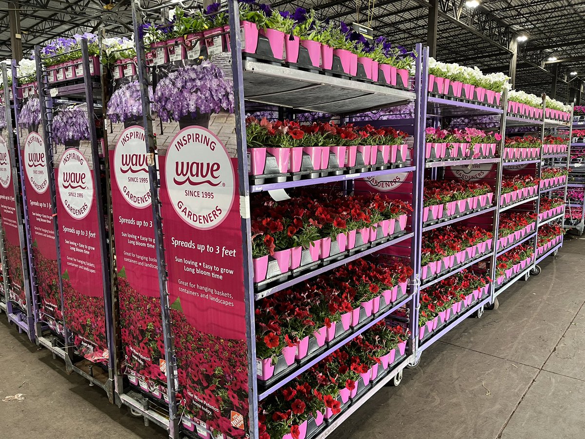 BellNursery's tweet photo. The Wave plant family promises easy spreading color in a variety of sunny locations. The blooms are outstanding &amp; the pots are too! Grab yours today at your local Home Depot. #Bellsgorgeouscolors #atthehomedepot @brettguthrie8 @brianfrombell https://t.co/IKD0c9dY9g