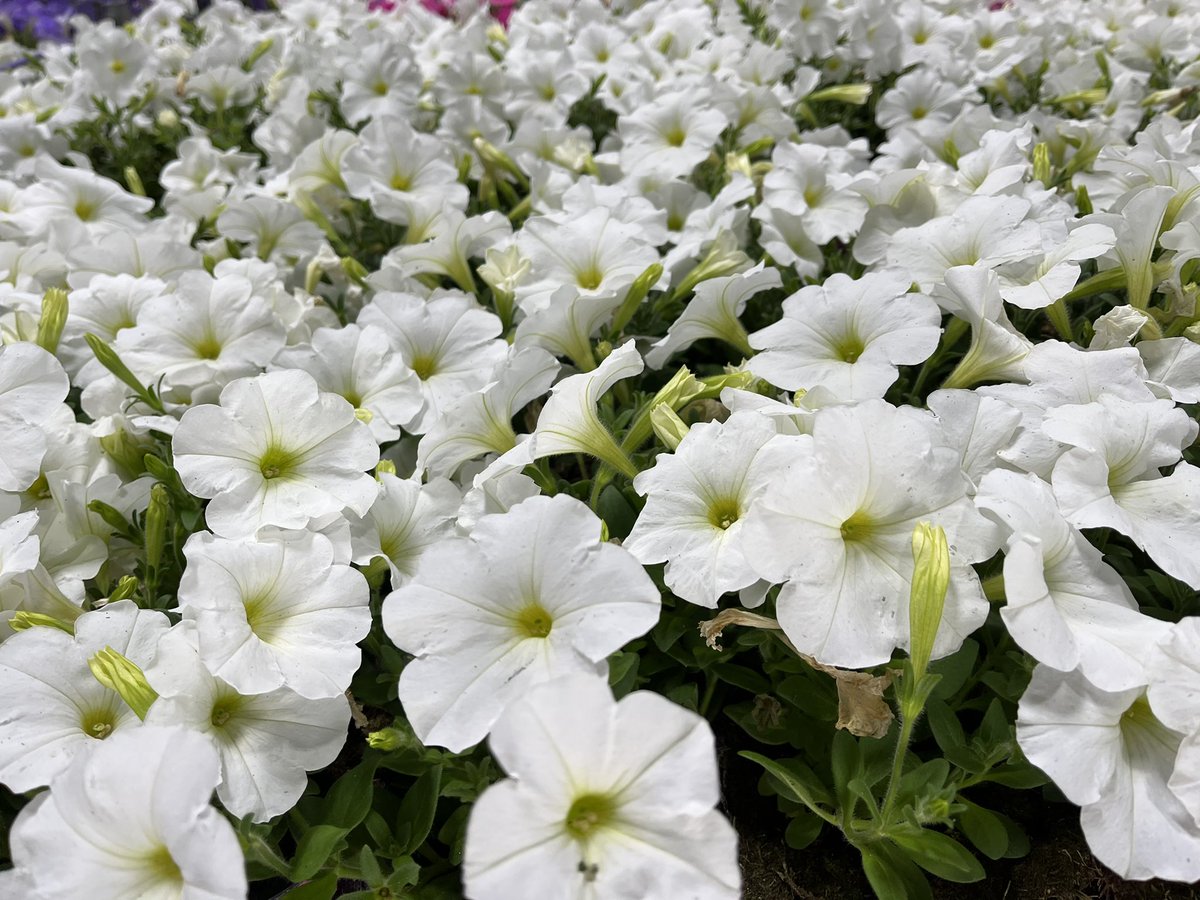 BellNursery's tweet photo. The Wave plant family promises easy spreading color in a variety of sunny locations. The blooms are outstanding &amp; the pots are too! Grab yours today at your local Home Depot. #Bellsgorgeouscolors #atthehomedepot @brettguthrie8 @brianfrombell https://t.co/IKD0c9dY9g