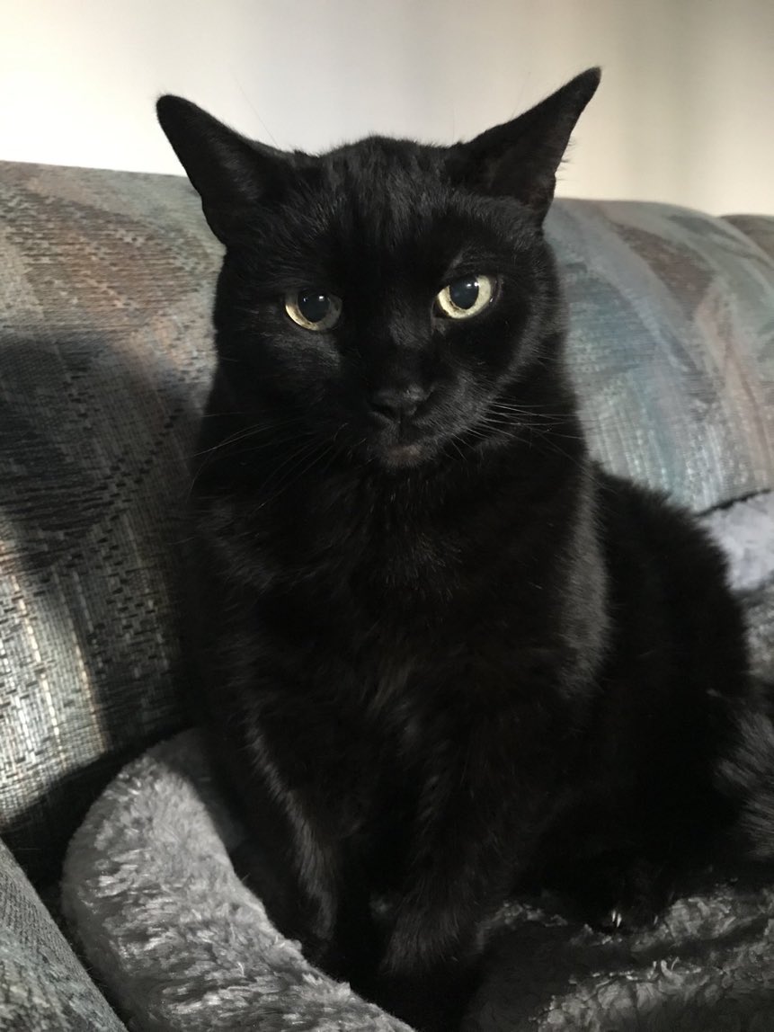 Mike82611808's tweet photo. My heart is broken today.  Gustav has passed away.  He was 15 years old.  I held Gustav as he went to sleep.  I’ll miss him terribly but he’ll always be in my heart.  Rest well my sweet boy. #CatsOfTwitter #Cats https://t.co/6IofQETXrJ