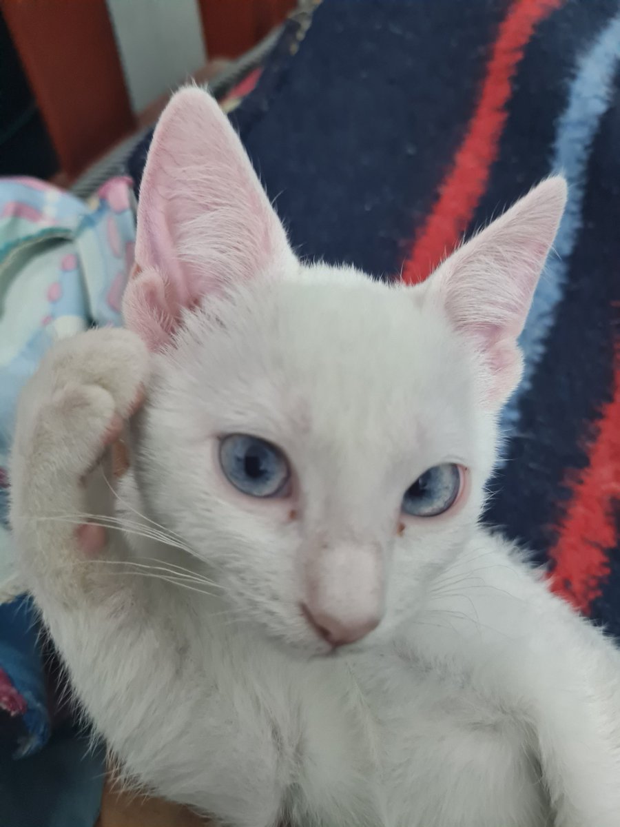 jafp's tweet photo. @lunaterra_com Is seriously ?  My cat wants you to give him Luna for his food. https://t.co/ZCbhdhid75