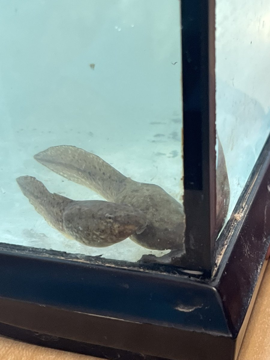 carolorourke17's tweet photo. What might live in our fish tanks? Students made some great predictions. Tadpoles!!!! @WestgateWolves @LindsaySkene #scienceandwonder https://t.co/rgA7QskBAJ