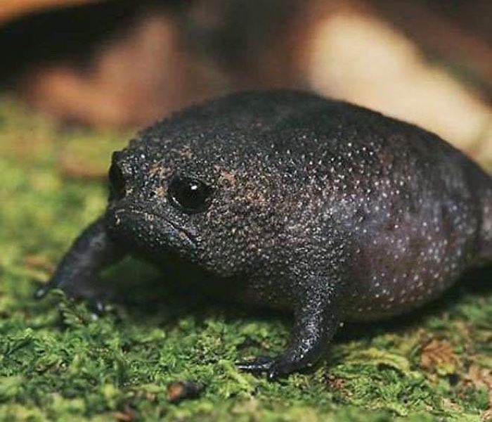 You ever seen an ‘African Rain Frog’? 

He’s sad because radio sucks and no one told him about our daily comedy podcast. Poor little fella. 

Listen here: listen.pkanddk.com/today