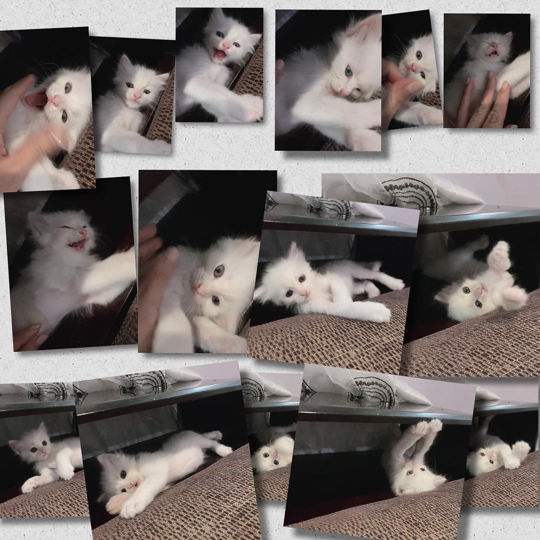 Viviai93's tweet photo. Meet my baby,Pearl🐈❤️ https://t.co/ycq11NkFqN