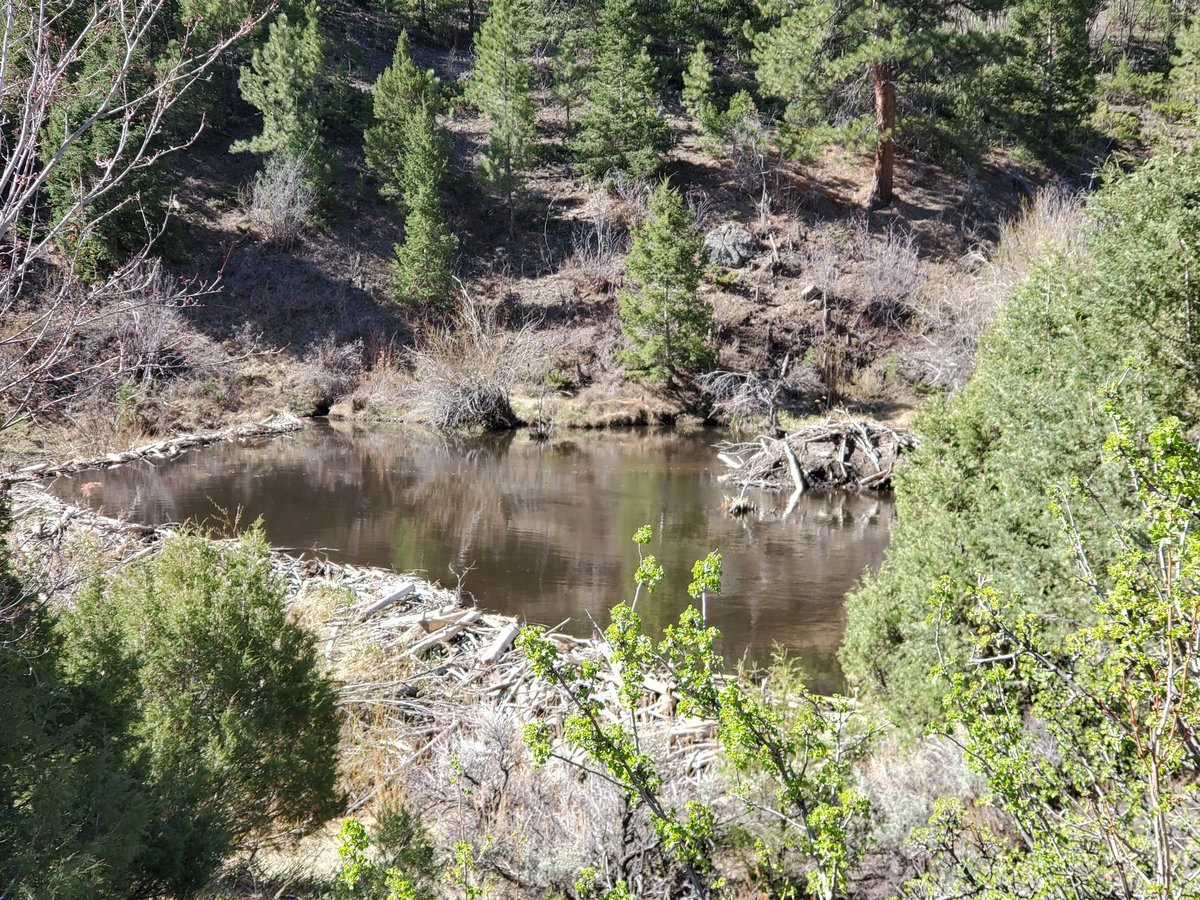 So this showed up on a hike today...#MVRMostValuableRodent. Appears to be active lodge n dam site. Will go back soon at dusk to check.